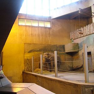 Asian Elephant indoor areas at Prague, 24/05/10