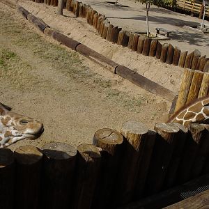 Giraffe Feeding 2003