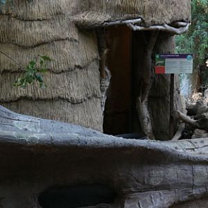 boa constrictor exhibit