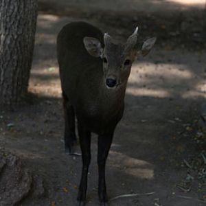 calamian deer