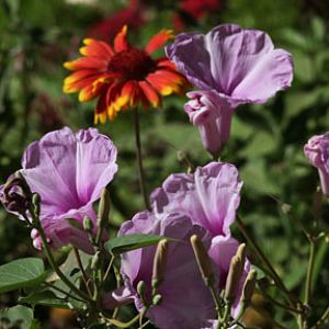 flowers in childrens zoo