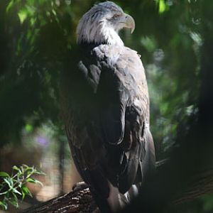 bald eagle in childrens zoo