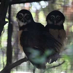 spectacled owls in childrens zoo