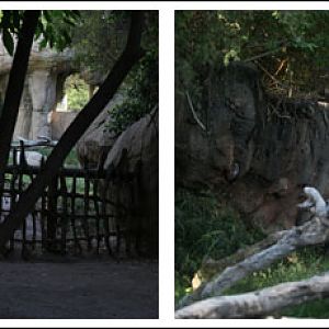spectacled bear multiple viewing