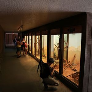 large rattlesnake exhibits