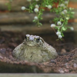 great plains toad