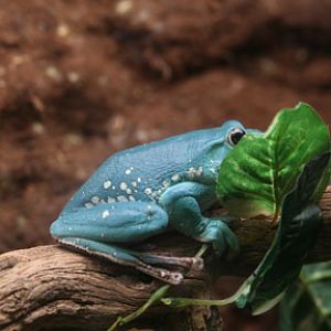 chinese gliding frog