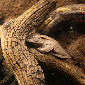bornean eared frog