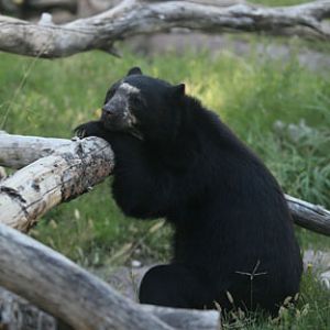 spectacled bear at 7:31am
