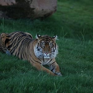 sumatran tiger at 6:29am