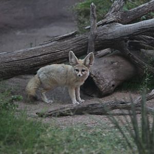 fennec fox at 6:25am