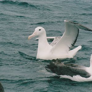 albatrosses