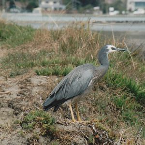 white-faced heron (Ardea novaehollandiae)