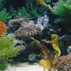 tank for hedgehog seahorses (Hippocampus spinosissimus)
