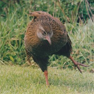 western weka (Gallirallus australis australis)