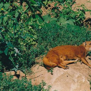 yellow mongoose (Cynictis penicillata)