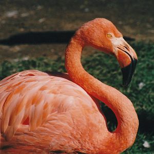 Caribbean flamingo