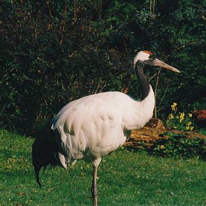 red-crowned crane (Grus japonensis)