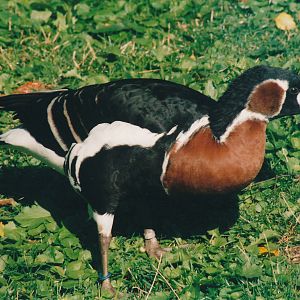 red-breasted goose (Branta ruficollis)