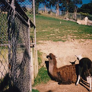 llamas