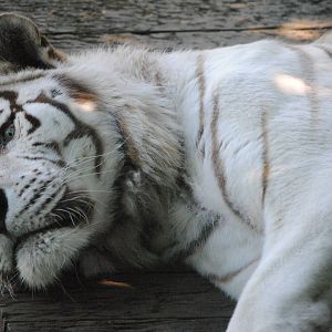 Sasha the White Tiger