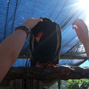 Moholoholo rehabilitation centre