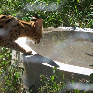 Moholoholo rehabilitation centre