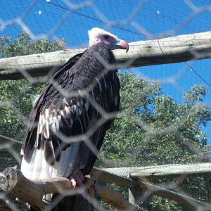 Moholoholo rehabilitation centre