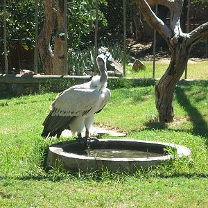 Moholoholo rehabilitation centre