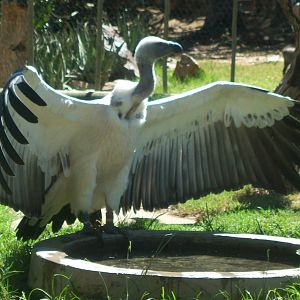 Moholoholo rehabilitation centre