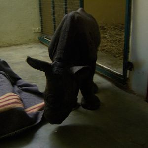 Moholoholo rehabilitation centre