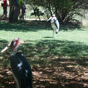 Moholoholo rehabilitation centre