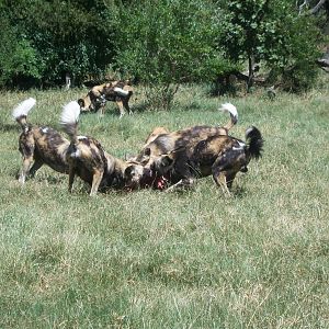 Moholoholo rehabilitation centre