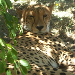 Moholoholo rehabilitation centre