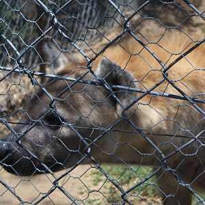 Moholoholo rehabilitation centre