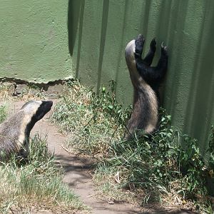 Moholoholo rehabilitation centre