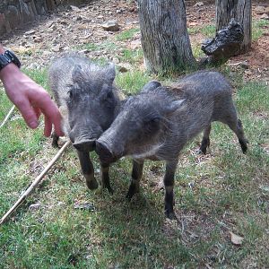 Moholoholo rehabilitation centre