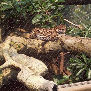 Middle Part of Ocelot Exhibit.