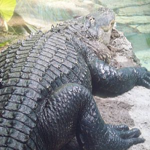 American Alligator.