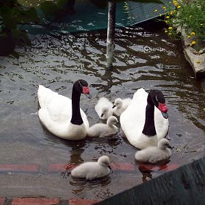 Swan Family
