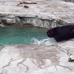 I'm going to get that apple!