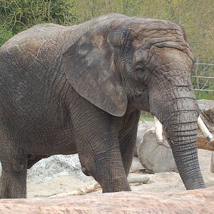 Elephant-cow Louise (aka Mia)