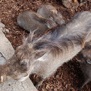 Warthog with four piglets suckling