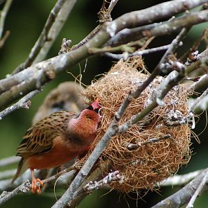 Red-billed Quelea