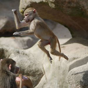 Jumping Hamadryas Baboon
