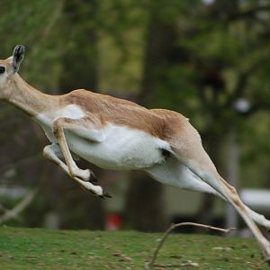 Female Blackbuck jumping