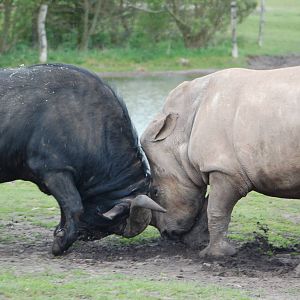 Cape buffalo attacking widelipped rhinoceros