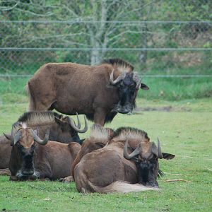 White-tailed Gnu's