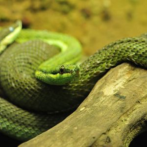 Some other species from Prague´s great reptile collection