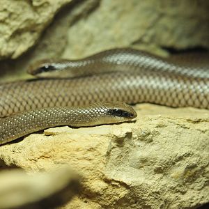 Some other species from Prague´s great reptile collection